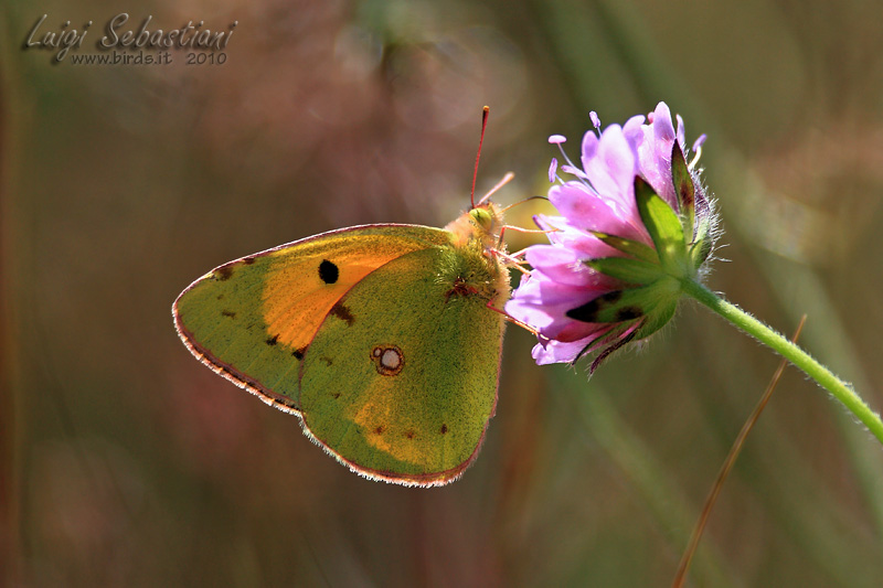 Colias crocea